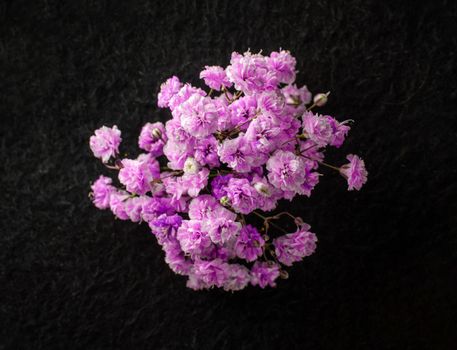 Delicate flower on a black background. Bright and beautiful flower.