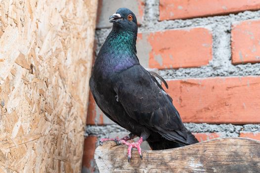 Funny pigeon that looks like it's talking