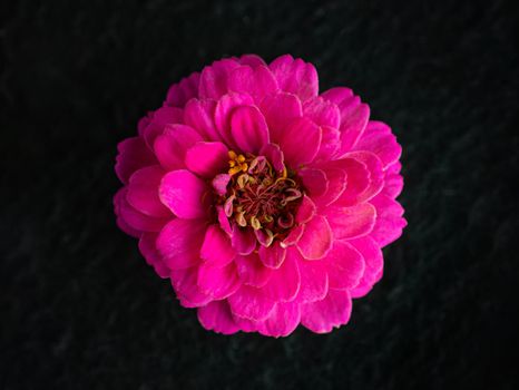 Top view of a flower on a black background. Closeup. Nature.