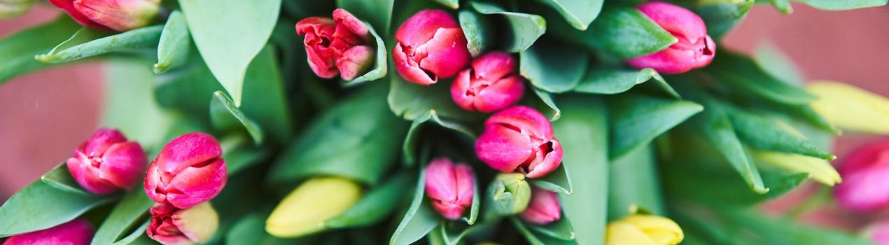 Bouquet of tulips in an iron bucket. Holiday. Gift. Natural flowers.