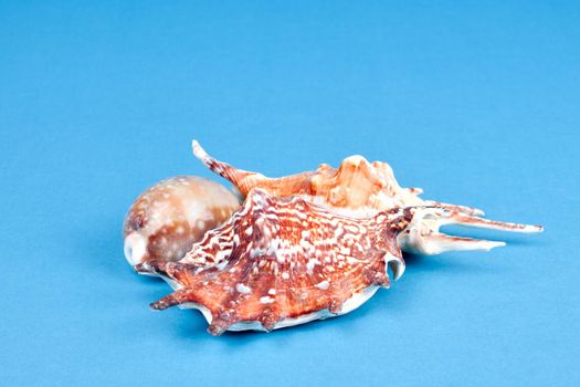 Group of sea shells isolated on blue