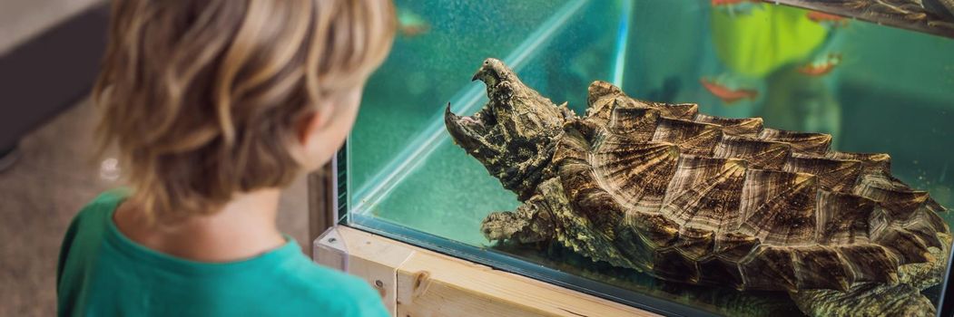 Little kid boy admire big turtles in terrarium through the glass. BANNER, LONG FORMAT