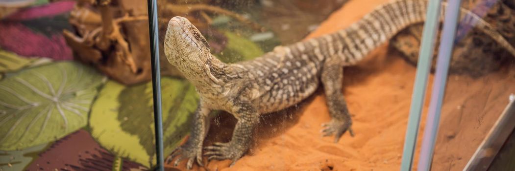 Big iguana lizard in terrarium - animal background. BANNER, LONG FORMAT