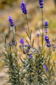 Amazing butterfly perched at the lavender flower, Vertical view