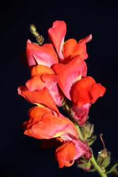 Red flower blossom close up botanical background Antirrhinum majus family Plantaginaceae big size prints high quality floral home decor