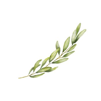 Green olive branch watercolor drawing. Hand drawn illustration with leaves isolated on white.