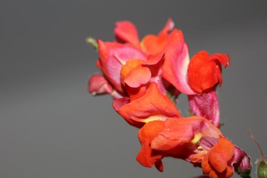 Red flower blossom close up botanical background Antirrhinum majus family Plantaginaceae big size prints high quality floral home decor