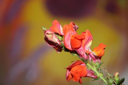 Red flower blossom close up botanical background Antirrhinum majus family Plantaginaceae big size prints high quality floral home decor