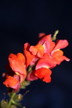 Red flower blossom close up botanical background Antirrhinum majus family Plantaginaceae big size prints high quality floral home decor