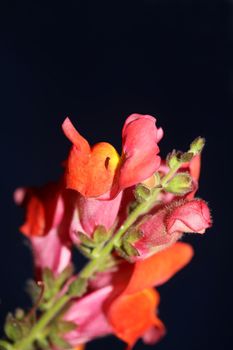 Red flower blossom close up botanical background Antirrhinum majus family Plantaginaceae big size prints high quality floral home decor