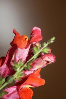 Red flower blossom close up botanical background Antirrhinum majus family Plantaginaceae big size prints high quality floral home decor