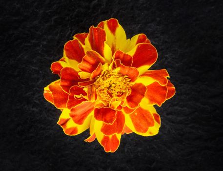 Close-up of flower on black background. For design. Nature.