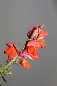 Red flower blossom close up botanical background Antirrhinum majus family Plantaginaceae big size prints high quality floral home decor