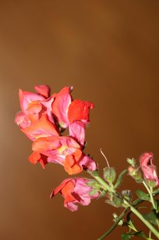 Red flower blossom close up botanical background Antirrhinum majus family Plantaginaceae big size prints high quality floral home decor