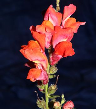 Red flower blossom close up botanical background Antirrhinum majus family Plantaginaceae big size prints high quality floral home decor