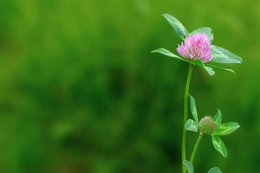 Bumblebee sitting on dutch white clover. Ladino clover growing on the lawn, field or meadow. Plant used in herbal medicine and culinary. Botanical nature background. High quality photo
