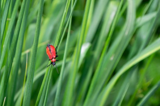 Beautiful Lilioceris merdigera on green grass. Nature background. High quality photo