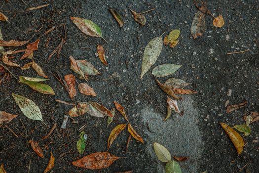 Leaves mixed with garbage lying on the asphalt It rained