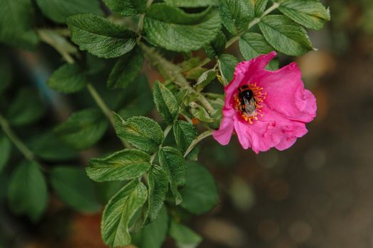 A bee collecting pollen in a rosehip flower Green leaves.