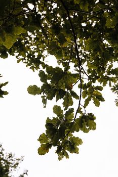 Crown of a tree against the sky. Top view.