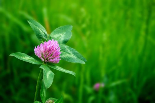 Bumblebee sitting on dutch white clover. Ladino clover growing on the lawn, field or meadow. Plant used in herbal medicine and culinary. Botanical nature background. High quality photo