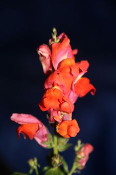 Red flower blossom close up botanical background Antirrhinum majus family Plantaginaceae big size prints high quality floral home decor