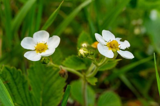 White strawberry flowers on a green background close-up.