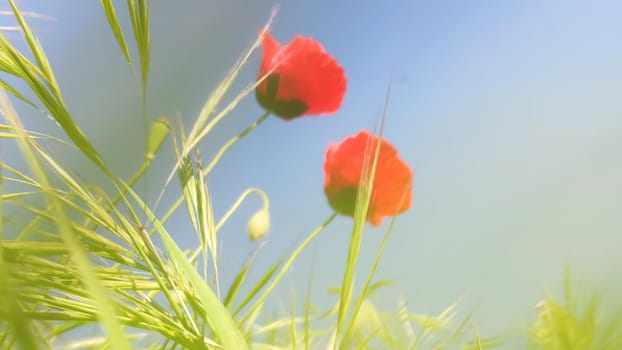 Red poppies and green grass against blue sky. Bottom view, soft focus, close-up.