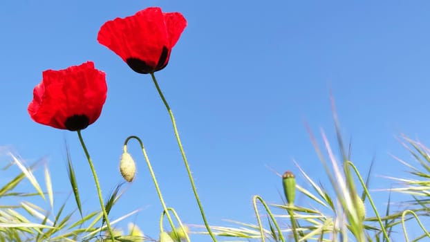 Two red poppies and green grass against blue sky, bottom view, close-up, copy space