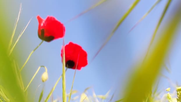 Two red poppies and green grass against blue sky. Bottom view, soft focus, close-up.