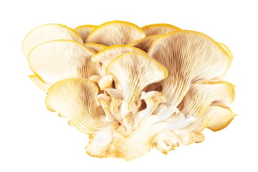 oyster mushroom close up isolated on white background.