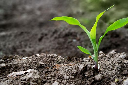 fields planted with corn. green corn sprouts in a field at a ranch. High quality photo