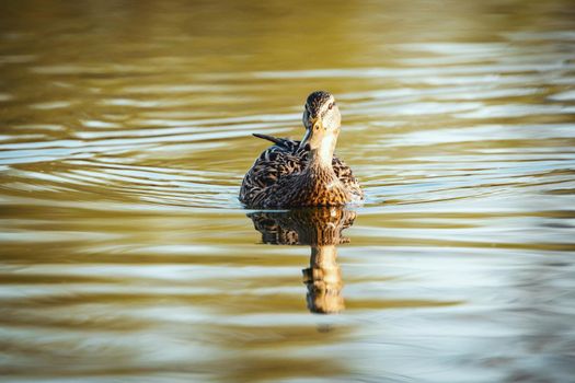 Amazing multi-colored mallard duck (anas platyrhynchos) swims in lake or river under sunlight landscape.