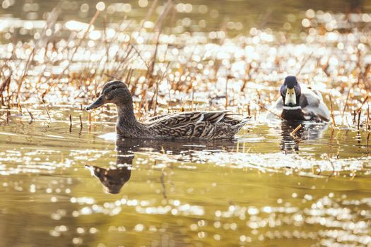 Amazing multi-colored mallard ducks (anas platyrhynchos) swim in lake or river under sunlight landscape.