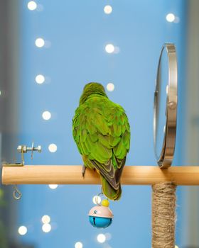 Poicephalus senegalus. Cute Senegal parrot on a perch on a blue background. photo