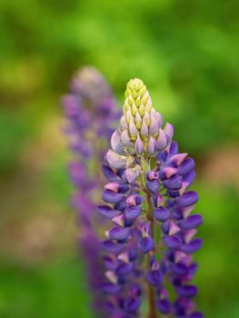 Colorful blue and purple colorful vibrant lupine wildflowers in with bokeh blurred background. photo