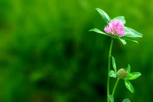 Bumblebee sitting on dutch white clover. Ladino clover growing on the lawn, field or meadow. Plant used in herbal medicine and culinary. Botanical nature background. High quality photo