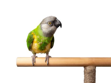 Poicephalus Senegal. Senegal parrot perching on a twig on a white background. photo