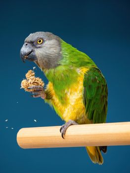 Poicephalus senegalus. Senegalese parrot sits on a perch and eats Senegal millet delicacy. photo