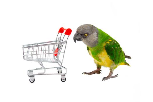 Poicephalus Senegal. Senegal parrot playing with a supermarket shopping cart in front of a white background. photo
