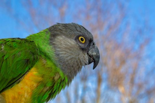 Poicephalus senegalus. Portrait of a Senegal parrot close up. photo