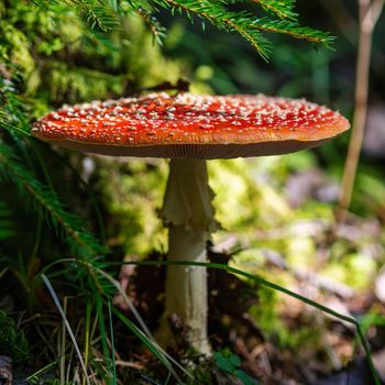 Red fly agaric against the background of the forest. Red fly agaric mushroom in the grass.