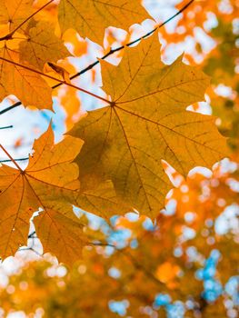 Colorful and bright background made of fallen autumn leaves. photo