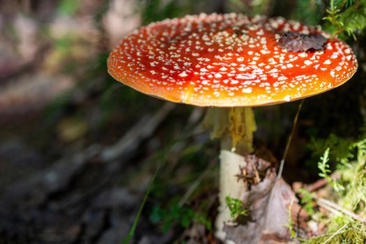 Red fly agaric against the background of the forest. Red fly agaric mushroom in the grass.