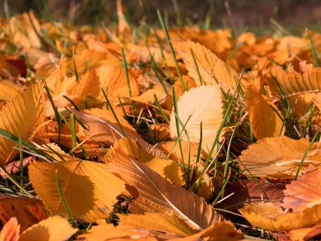 Colorful and bright background made of fallen autumn leaves. photo