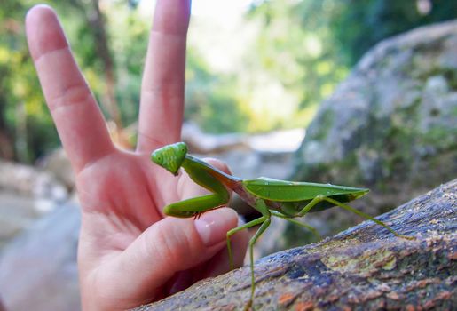 Mantis from family Sphondromantis probably Spondromantis viridis lurking on a log.