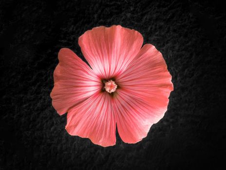 Delicate flower on a black background. Flat lay, top view.