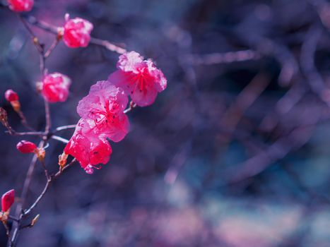 Wild rosemary flowers. Pink spring flowers.