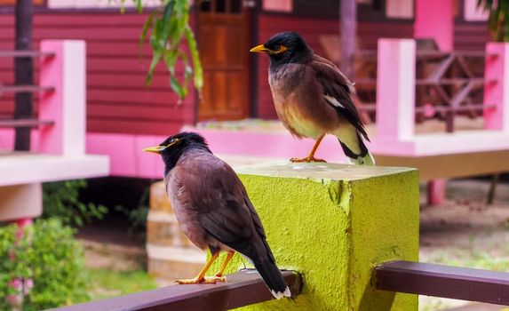 Common Myna - Acridotheres tristis or Indian myna , sometimes spelled mynah,member of the family Sturnidae starlings and mynas native to Asia, invasive in Australia.