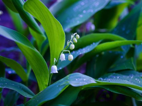 Dew, water drops on the leaves of Convallaria majalis common Lily of the valley